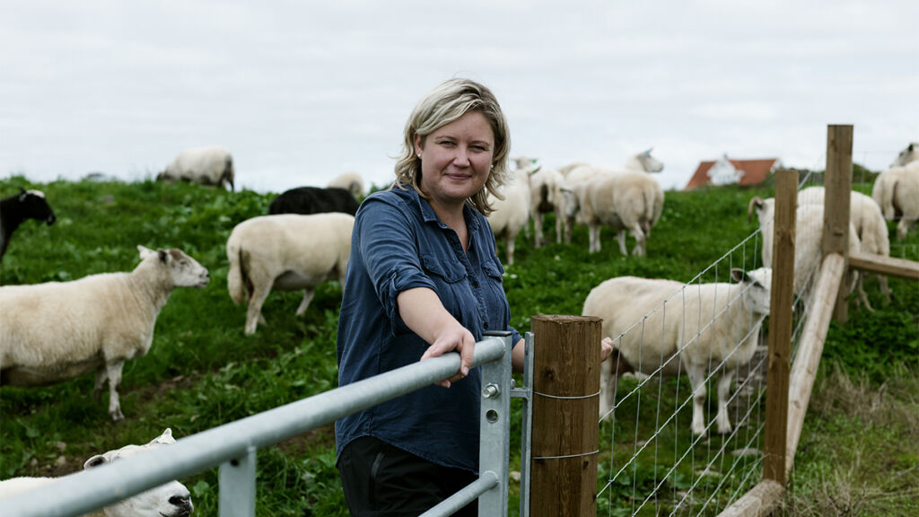 ht gjerde med påler fra Octowood til sau